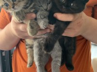 Satılık scottish fold