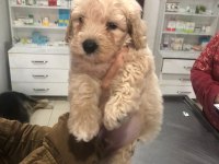 Apricot toy poodle erkek