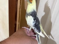 43 GÜNLÜK KUSURSUZ SULTAN PAPAĞANI BEBEK
