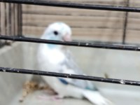 Pied erkek forpus cep papağanı