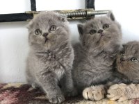 Erkek scottish fold anne scottish baba british