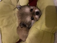 2.5 aylık erkek pomeranian bebekler