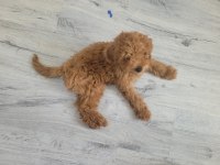 4 aylık erkek poodle