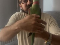 Full evcil erkek alexander papağanı
