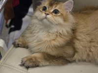 British longhair 8 aylık erkek