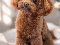 Kore Poodle Küçük Irk