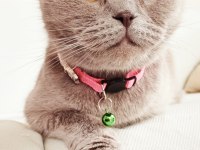 Ücretsiz sahiplendirme scottish fold kedimiz