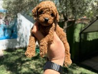 ANATOMİ HARİKASİ POODLE BEBEKLER