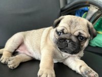 HAMBURGER SURAT PUG MOPS YAVRULARIMIZ