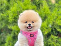 Safkan Pomeranian Boo Yavrularımız