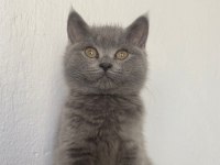 British shorthair kedisi