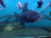 Pirana pacu
