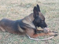 Belçika malinois