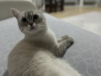 1 yaşında kısır dişi exotic shorthair