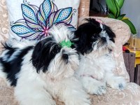 CANLI PELUŞ gibi Sevimli ve Safkan SHİH TZU Yavru