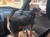 4 Yaşında Sağlıklı Erkek Minyatür Pinscher