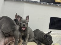 Saf kanlı french bulldog