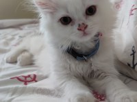 2 aylık British Longhair gayet sağlıklı sorunsuz
