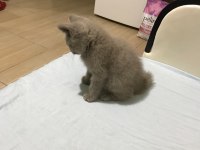 Safkan British Shorthair, 2 Aylık, Oyuncu Oğlumuz Luffy