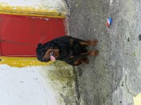 Kaliteli Erkek Rottweiler