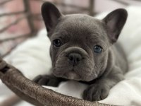 Kaliteli Blue French Bulldog Bebekler
