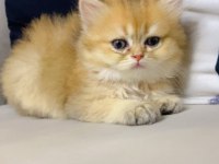 Golden N12 Efsane British Longhair Güzellik