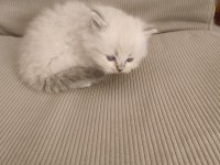 Longhair kedimiz yavru