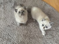 British shorthair blue point safkan bebekler