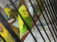 Jumbo muhabbet kuşu bayram şekerleri maşallah