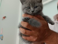 Orjinal british shorthair yavrularım