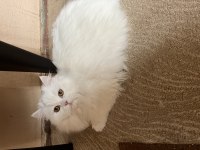 Kedimiz Leydiye güzel bakacak bir aile arıyorum