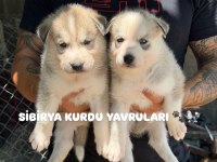 Safkan Sibirya Kurdu Yavruları Kalite Ve Güven