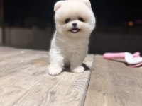 Teacup teddy üst kalite pomeranian
