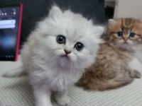 British longhair kedimiz