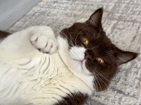 Aktif Yetişkin Erkek British Shorthair