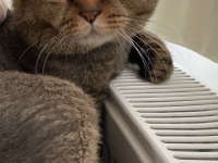 SCOTTİSH FOLD KEDİSİ SAHİPLENDİRME