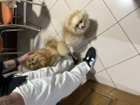 3 yavru pomeranian anne ve baba
