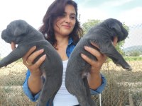 A şecereli şampiyon kan hattı cane corso