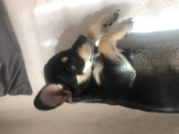 chihuahua şivava ADANA