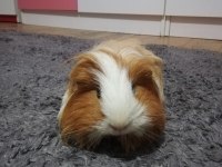Erkek Sheltie Ginepig Hemen Hemen 1 Yaşında Sayılır