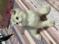 Tam oyuncu yavru british shorthair