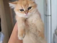 Safkan Golden Dişi Kedimiz