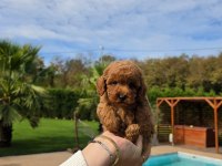 Eğitilebilir Toy Poodle Yavruları ile Evinize Neşe Katın