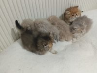 A KALİTE BRİTİSH YAVRULAR
