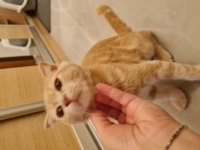 İlk aşıları yapılmış scottish fold