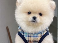 AYI SURAT POMERANİAN BOO YAVRULAR