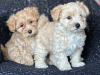 Maltipoo Yavrular
