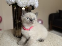 British Shorthair Bluepoint Yavrular