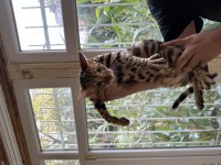 Saf kan bengal
