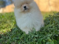 Pomeranian Boo Dişi Ve Erkek Yavrular